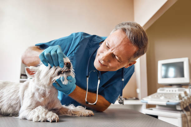 Best Emergency Dental Care for Broken or Chipped Teeth in Fairbanks, AK